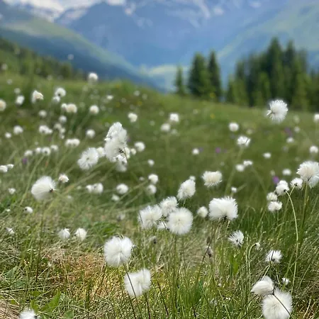 8 * Davos
